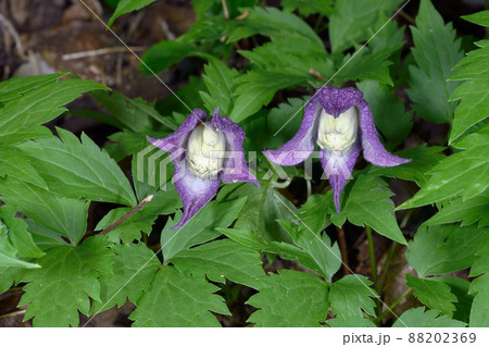 ミヤマハンショウヅル（北海道・知床） 88202369