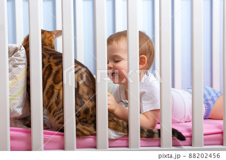 Baby boy playing with cat in bed. Baby boy playing with cat in bed. 88202456