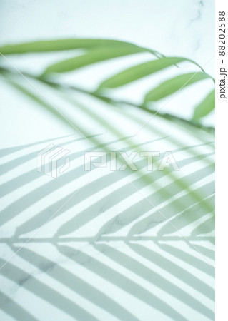 影 葉 木の葉 88202588