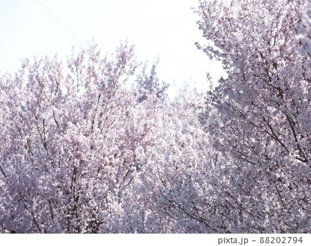 桜 桜 88202794