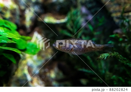 beautiful marine underwater colorful scene from snorkeling with corals, exotic tropical fish, marine life beautiful marine underwater colorful scene from snorkeling with corals, exotic tropical fish, marine life 88202824