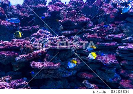 Animals of the underwater marine world. Ecosystem. Multicolored tropical fish. Life in a coral reef. 88202855