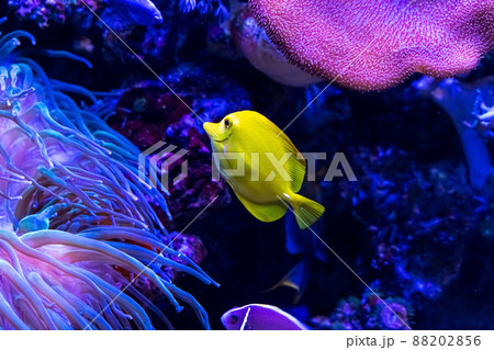 Animals of the underwater marine world. Ecosystem. Multicolored tropical fish. Life in a coral reef. 88202856
