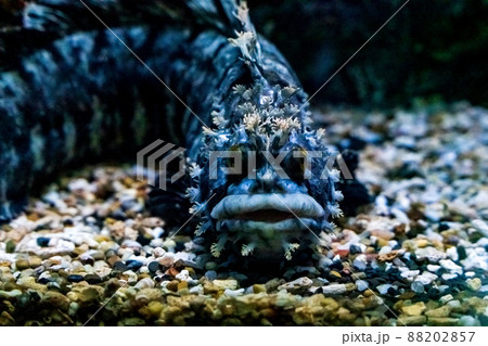 Deep sea monster fish. Sea monster close up 88202857