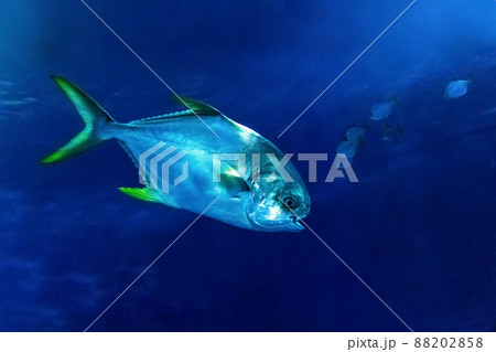 A big, beautiful fish swims in an aquarium with plants. Close-up 88202858