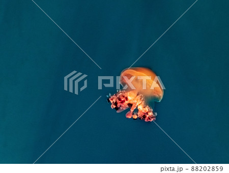 Beautiful, red jellyfish swim alone close-up. Oceanarium, aquarium 88202859
