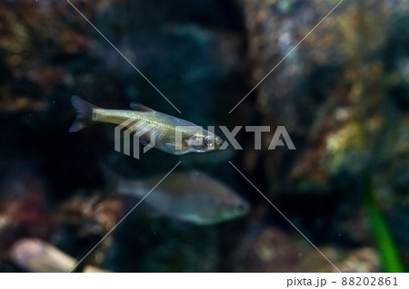 Animals of the underwater marine world. Ecosystem. Multicolored tropical fish. Life in a coral reef. 88202861