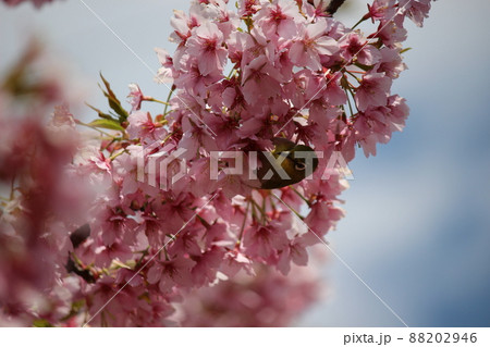 さくら 春が到来 メジロ さくら 春が到来 メジロ 88202946