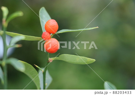 豆金柑 豆金柑 88203433