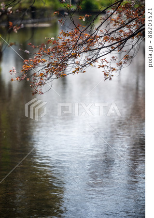 春の八景水谷公園に咲き誇る桜の花の風景 88203521