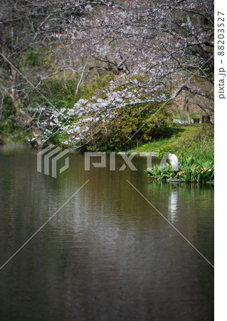 春の八景水谷公園に咲き誇る桜の花の風景 88203527