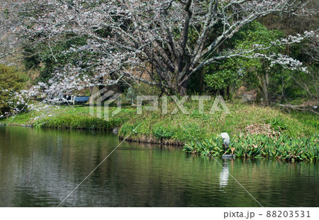 春の八景水谷公園に咲き誇る桜の花の風景 春の八景水谷公園に咲き誇る桜の花の風景 88203531