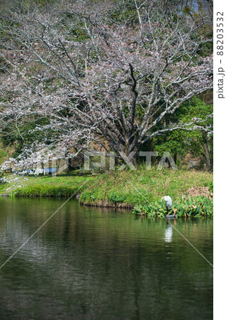 春の八景水谷公園に咲き誇る桜の花の風景 春の八景水谷公園に咲き誇る桜の花の風景 88203532