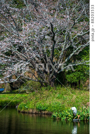 春の八景水谷公園に咲き誇る桜の花の風景 88203533