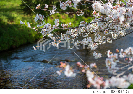春の八景水谷公園に咲き誇る桜の花の風景 春の八景水谷公園に咲き誇る桜の花の風景 88203537