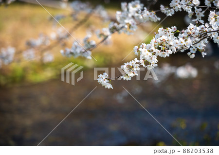 春の八景水谷公園に咲き誇る桜の花の風景 春の八景水谷公園に咲き誇る桜の花の風景 88203538