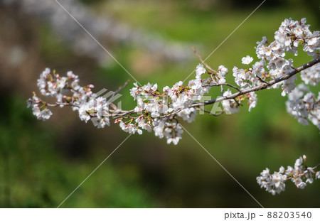 春の八景水谷公園に咲き誇る桜の花の風景 春の八景水谷公園に咲き誇る桜の花の風景 88203540
