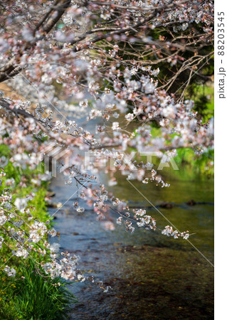 春の八景水谷公園に咲き誇る桜の花の風景 春の八景水谷公園に咲き誇る桜の花の風景 88203545