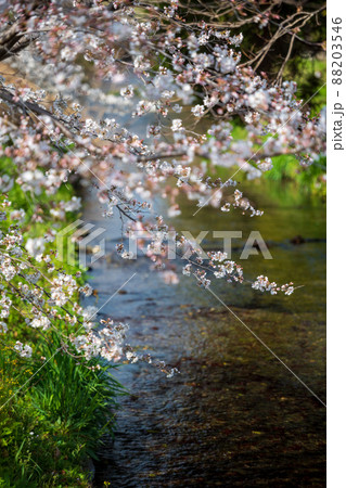 春の八景水谷公園に咲き誇る桜の花の風景 春の八景水谷公園に咲き誇る桜の花の風景 88203546