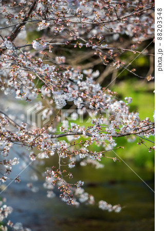 春の八景水谷公園に咲き誇る桜の花の風景 88203548