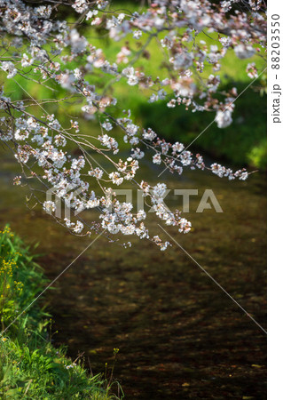 春の八景水谷公園に咲き誇る桜の花の風景 春の八景水谷公園に咲き誇る桜の花の風景 88203550