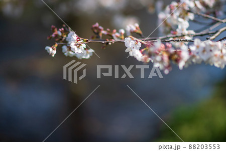 春の八景水谷公園に咲き誇る桜の花の風景 春の八景水谷公園に咲き誇る桜の花の風景 88203553