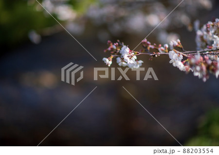 春の八景水谷公園に咲き誇る桜の花の風景 春の八景水谷公園に咲き誇る桜の花の風景 88203554