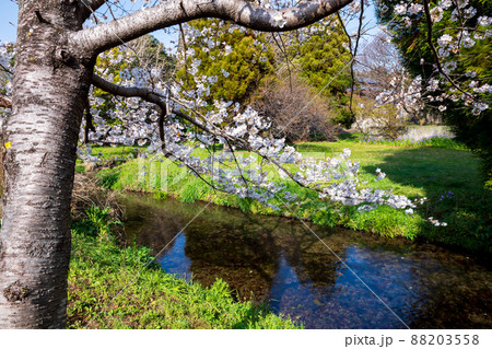 春の八景水谷公園に咲き誇る桜の花の風景 春の八景水谷公園に咲き誇る桜の花の風景 88203558
