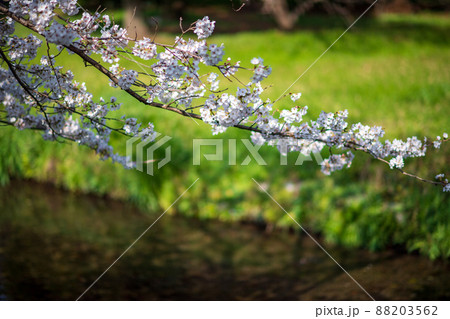 春の八景水谷公園に咲き誇る桜の花の風景 88203562