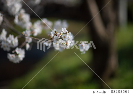 春の八景水谷公園に咲き誇る桜の花の風景 春の八景水谷公園に咲き誇る桜の花の風景 88203565