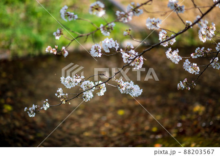 春の八景水谷公園に咲き誇る桜の花の風景 春の八景水谷公園に咲き誇る桜の花の風景 88203567