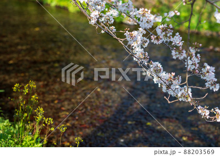 春の八景水谷公園に咲き誇る桜の花の風景 春の八景水谷公園に咲き誇る桜の花の風景 88203569