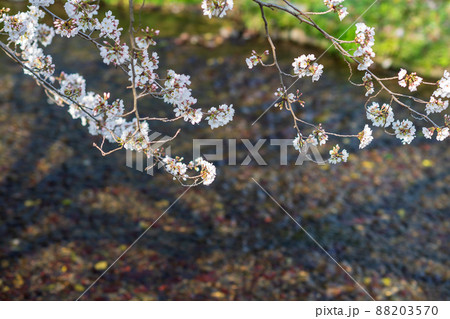 春の八景水谷公園に咲き誇る桜の花の風景 春の八景水谷公園に咲き誇る桜の花の風景 88203570
