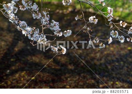春の八景水谷公園に咲き誇る桜の花の風景 88203571