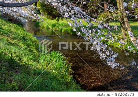 春の八景水谷公園に咲き誇る桜の花の風景 春の八景水谷公園に咲き誇る桜の花の風景 88203573
