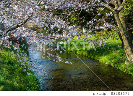 春の八景水谷公園に咲き誇る桜の花の風景 春の八景水谷公園に咲き誇る桜の花の風景 88203575