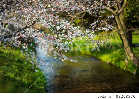 春の八景水谷公園に咲き誇る桜の花の風景 春の八景水谷公園に咲き誇る桜の花の風景 88203576
