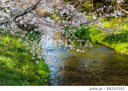 春の八景水谷公園に咲き誇る桜の花の風景 春の八景水谷公園に咲き誇る桜の花の風景 88203582