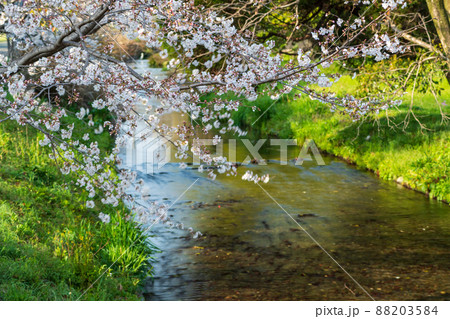 春の八景水谷公園に咲き誇る桜の花の風景 春の八景水谷公園に咲き誇る桜の花の風景 88203584