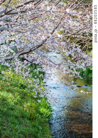 春の八景水谷公園に咲き誇る桜の花の風景 春の八景水谷公園に咲き誇る桜の花の風景 88203585