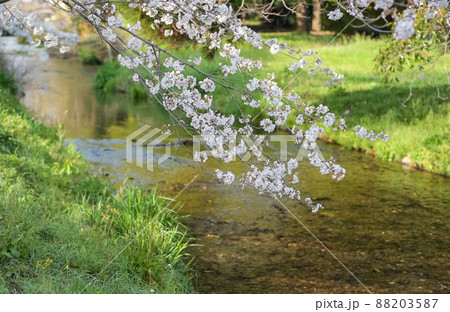 春の八景水谷公園に咲き誇る桜の花の風景 春の八景水谷公園に咲き誇る桜の花の風景 88203587