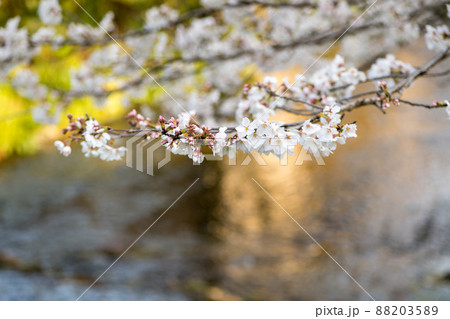 春の八景水谷公園に咲き誇る桜の花の風景 春の八景水谷公園に咲き誇る桜の花の風景 88203589