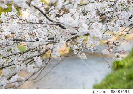 春の八景水谷公園に咲き誇る桜の花の風景 春の八景水谷公園に咲き誇る桜の花の風景 88203591