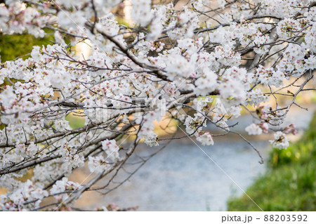 春の八景水谷公園に咲き誇る桜の花の風景 春の八景水谷公園に咲き誇る桜の花の風景 88203592