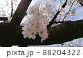 枝の上の桜 88204322