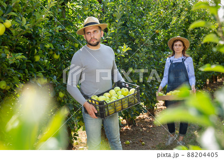 Man holding box with picked apples 88204405