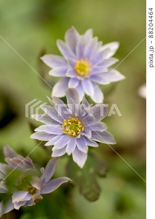 早春の林に咲くユキワリイチゲのクローズアップ 早春の林に咲くユキワリイチゲのクローズアップ 88204464