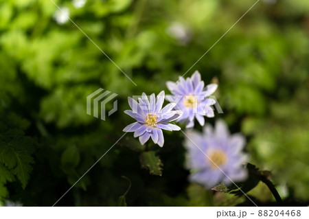 早春の林に咲くユキワリイチゲのクローズアップ 88204468