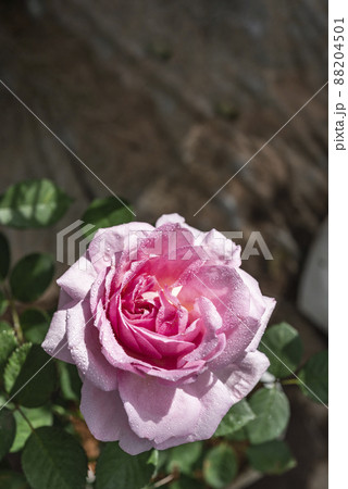 fresh pink rose flower in a garden 88204501
