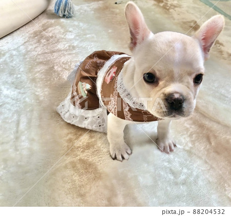 ドレスをきたフレンチブルドッグの仔犬 ドレスをきたフレンチブルドッグの仔犬 88204532
